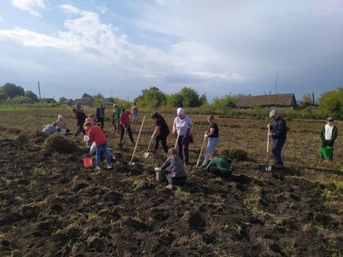В общеобразовательных учреждениях района приступили к уборке выращенных на пришкольных участках овощей