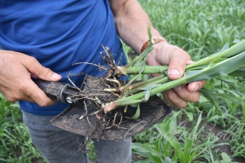 В Аксубаевском районе поля кукурузы обещают хороший урожай