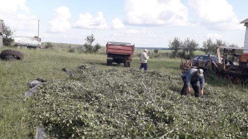 В аксубаевских лесах быть березам и дубам