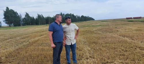 «Чистай» ХКның «Аксу Агро» агрофирмасында бер әйләнештән 55 проценттан артык ашлык алалар