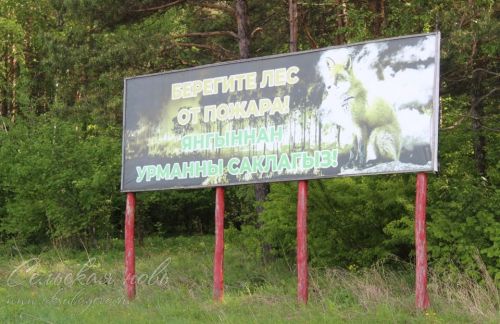 Чистые леса Татарстана