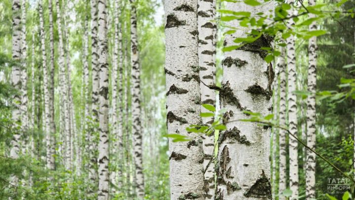 Татарстанда урманнарны янгынга каршы төзекләндерү тулысынча төгәлләнде