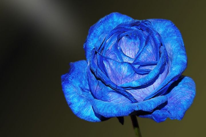В Казани пройдет Международный фестиваль «Синяя Роза»