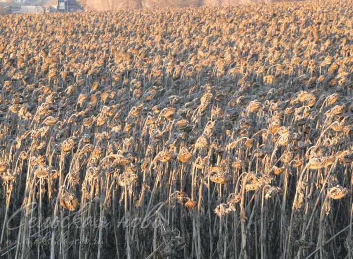 Аксубаевские земледельцы завершили сезон уборки подсолнухов
