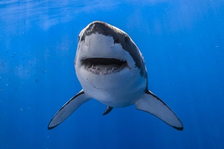 Произошло чудо на момент жуткого нападения акулы на человека
