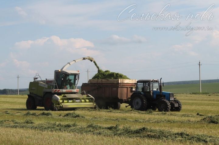В Аксубаевском районе заработал «зеленый конвейер»