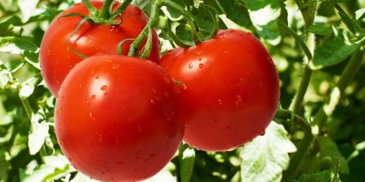 Тәмле помидор үстерүнең 7 ысулы