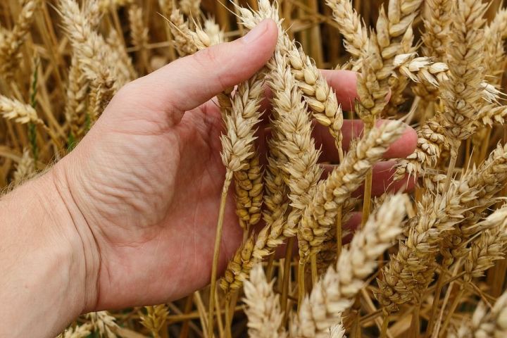 В Татарстане собрано более 900 тысяч тонн зерна