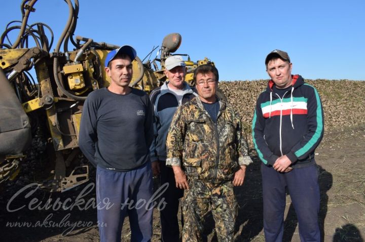 В Аксубаевском районе идет уборка сахарной свеклы