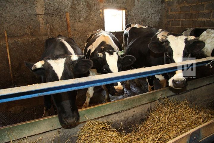 Марат Ахметов призвал за три года полностью избавиться от лейкоза крупного рогатого скота в РТ