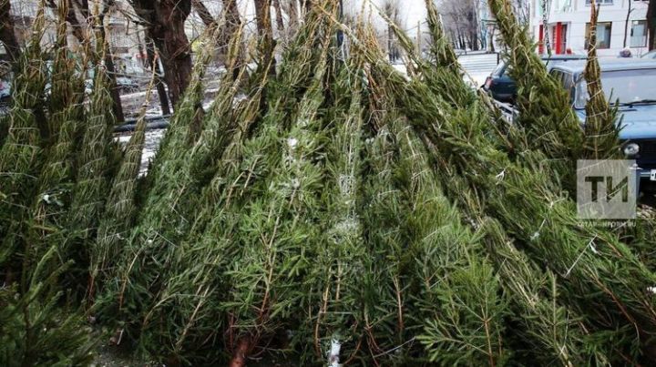 Татарстанцам  рекомендуют покупать елки на официальных елочных базарах