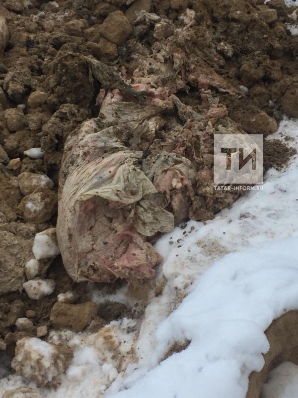 В Зеленодольске возбуждено уголовное дело из-за 80 тонн протухшей курицы, закопанной возле Волги