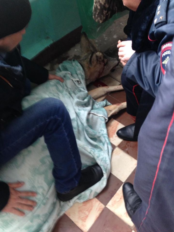 Загнанная собаками косуля  укрылась в одном из магазинов Аксубаева