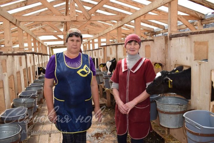 Аксубаевские телятницы растят будущее стадо