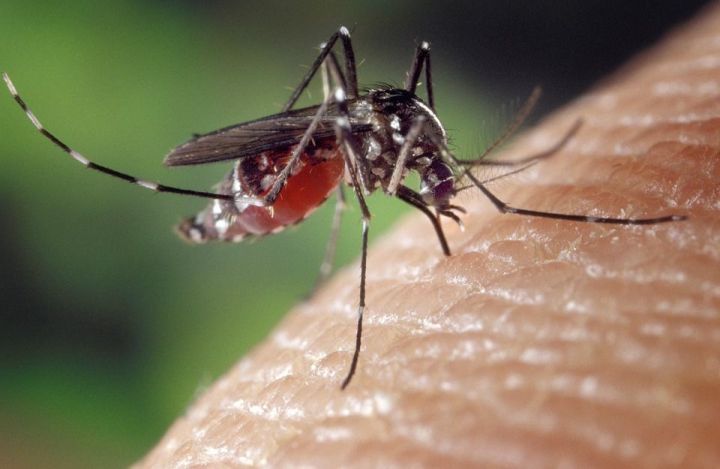 Энтомолог объяснил выбор комарами жертв для нападения