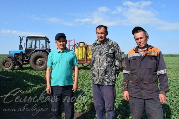 Аксубаевские механизаторы урожай ожидают весомый