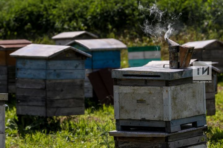 Пчеловоды Татарстана жалуются на массовую гибель пчел на пасеках