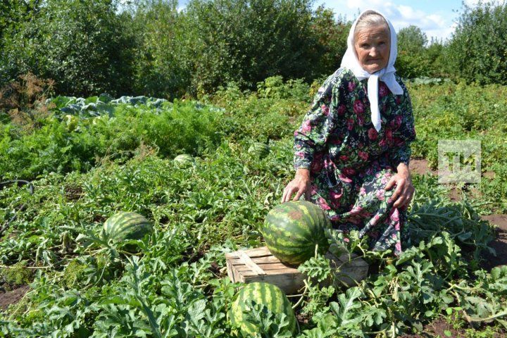 Карбыз сайлаганда ничек алданмаска?