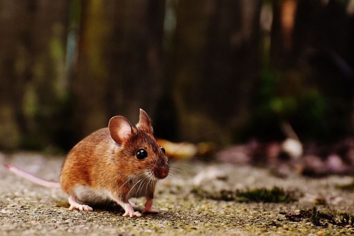 В Японии разрешили создать гибрид человека и мыши