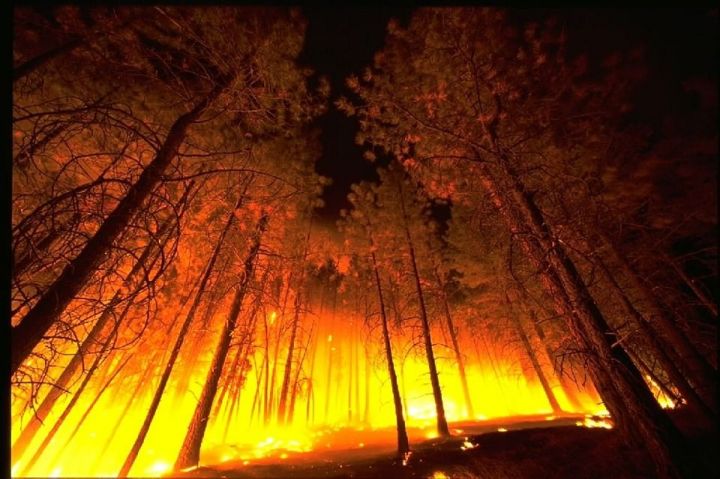 Дым от сибирских лесных пожаров накрыл 800 населенных пунктов