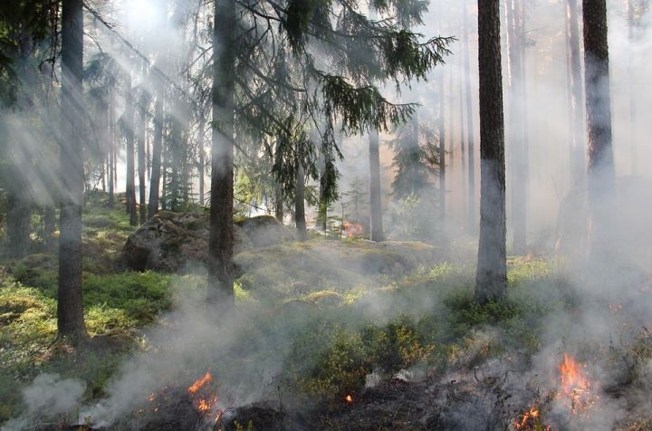 В России оценили ущерб от лесных пожаров, но не точно