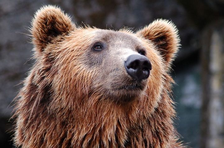 Пенсионерка сутки отпугивала медведя рыком в хабаровской тайге