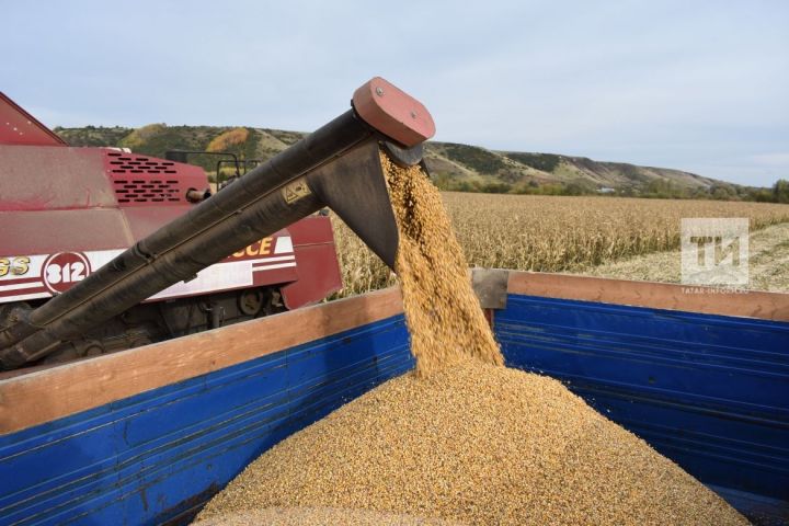 В Татарстане валовой сбор зерна нового урожая превысил 4 млн тонн