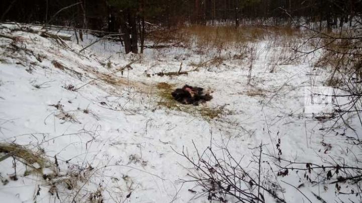 В Татарстане задержаны браконьеры, ради забавы застрелившие нескольких животных