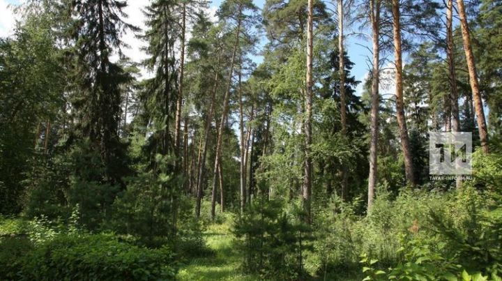 Нацпроект «Экология»: на сохранение лесов Татарстана направят почти 200 миллионов рублей