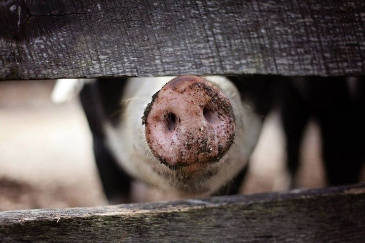 Есть опасность Африканской чумы свиней