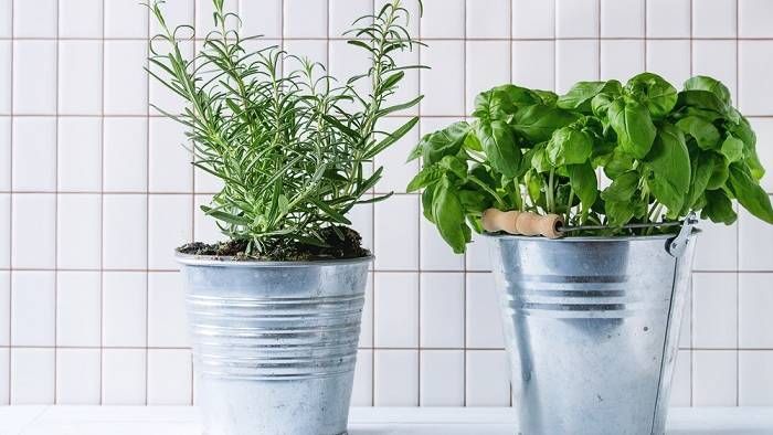 8 комнатных растений, которые улучшают самочувствие