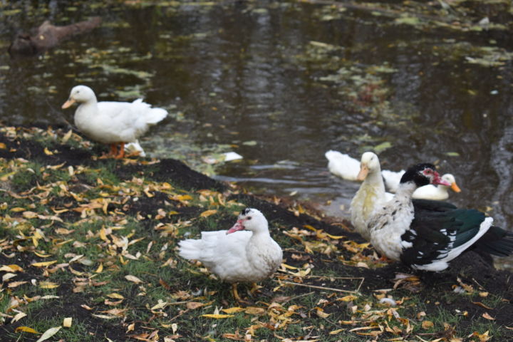 На птицефабрике в Зеленодольском районе РТ ввели карантин из-за птичьего гриппа