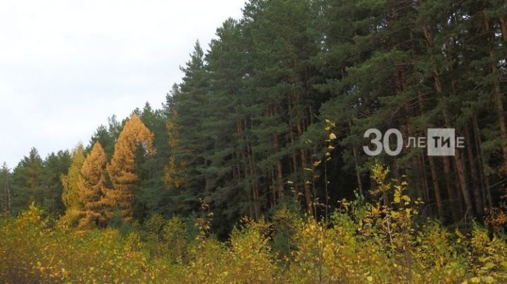 Нацпроект «Экология»: В 2019 году восстановили более 2,5 тыс. гектаров леса