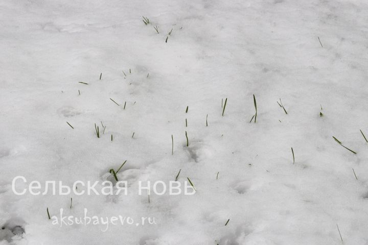 На аксубаевских полях снег, как удобрение