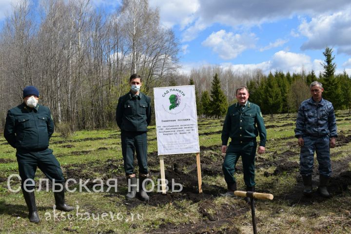 В Аксубаевском лесничестве сажают Сад памяти