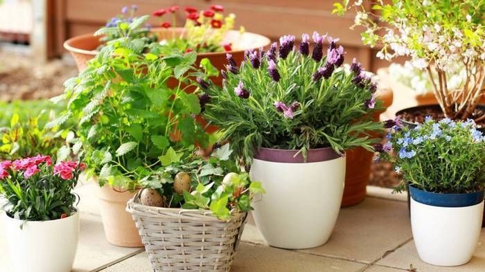 10 лучших подкормок для ваших комнатных цветов, которые оживят даже сухой куст