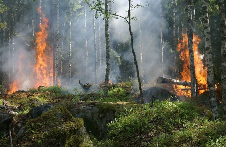 В Татарстане объявили штормовое предупреждение из-за высокой пожароопасности лесов