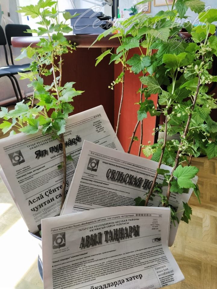 Три куста смородины ждут подписчиков «Сельской нови», оформивших подписку на «Неделе садовода»