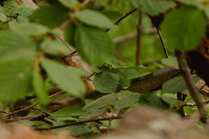 Аксубаевцев призывают в лесу избегать встреч со змеями