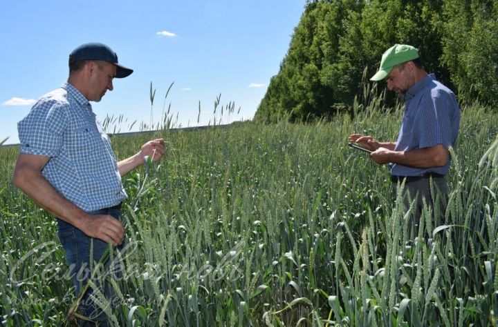 Аксубаевские растениеводы от озимой пшеницы ожидают хороший урожай