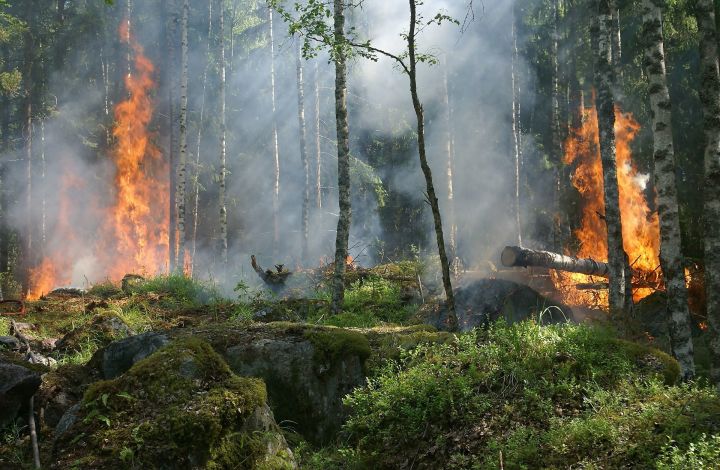 МЧС предупреждает жителей республики о высоком риске возникновения лесных пожаров в Татарстане