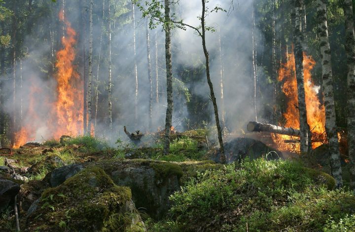 В Татарстане объявлено штормовое предупреждение о высокой пожароопасности лесов