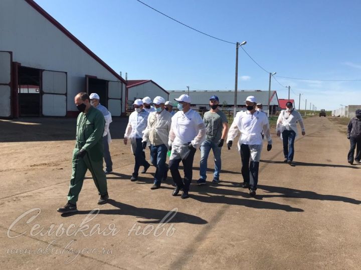 На молочном комплексе Аксубаевского района применяют современные методы работы