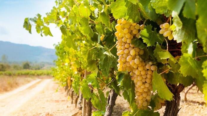 Принципы защиты винограда от вредителей