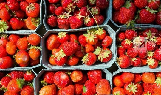 Врач-диетолог: Три горсти ягод в неделю помогут сохранить здоровье