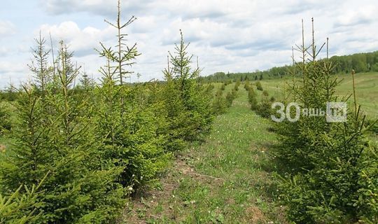 По нацпроекту «Экология» в Татарстане леса  восстановлены почти на 1000 гектарах