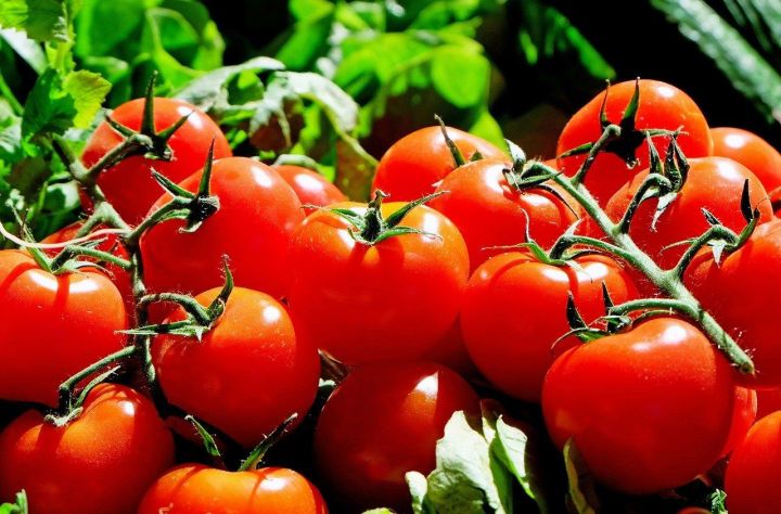 10 неоспоримых причин, почему помидоры стоит употреблять ежедневно