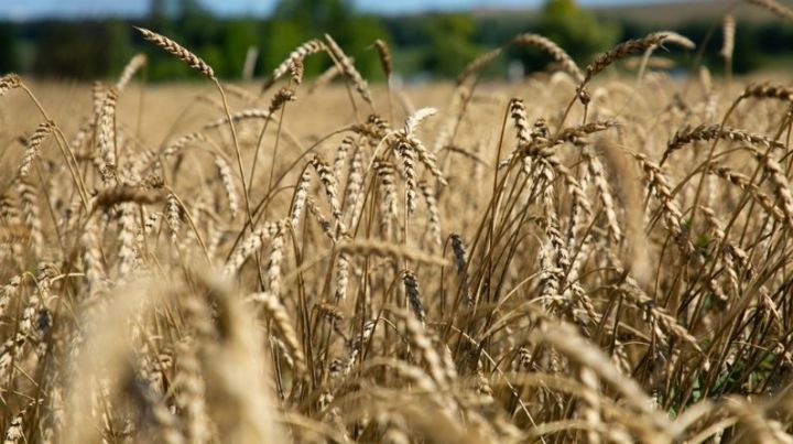 Татарстанские аграрии собрали третий миллион тонн зерна нового урожая