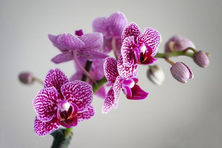 Всё, что нужно знать о цветении орхидей