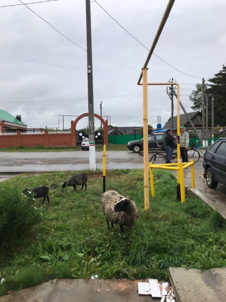 В Аксубаеве разыскивают нерадивых хозяев коз и баранов